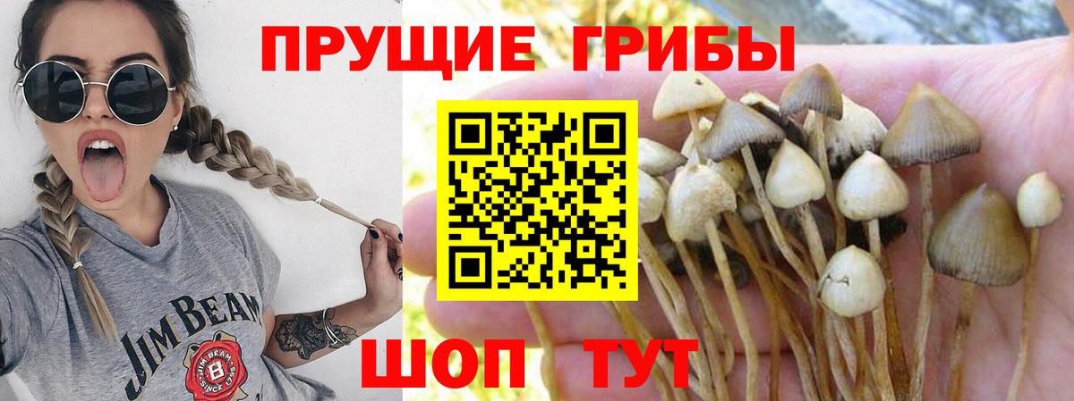 Галлюциногенные грибы Cubensis  Вход с VPN  Псилоцибиновые грибы Cubensis  Североморск 